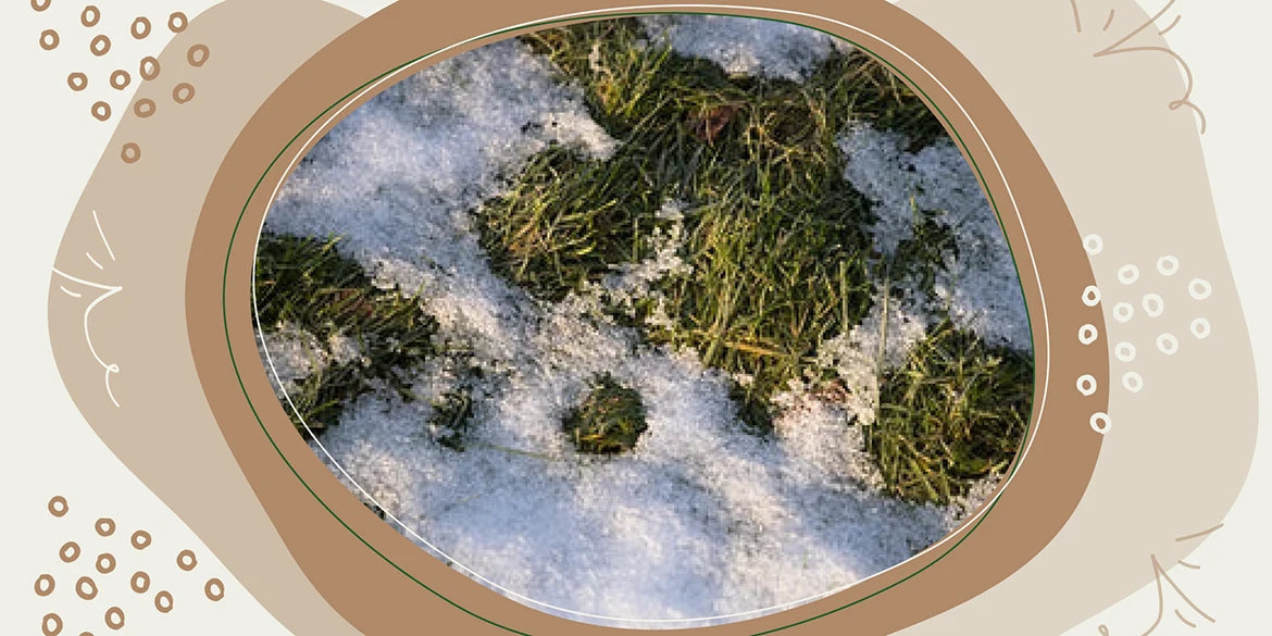 Rasen mähen im Winter ProfiTipps für Deine Rasen Gartenkorn