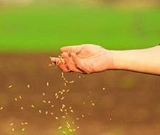 erde rasen gartenkorn düngen mähen