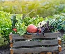 grassnarbe entfernen gründe vorgehensweise gartenkorn