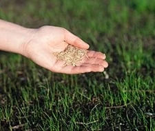 rasen begradigen grass begradigen garten gartenkorn rasensamen