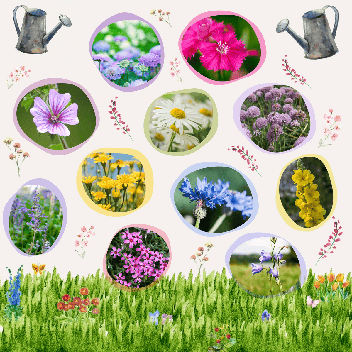 Wildblumensamen Mischung online kaufen