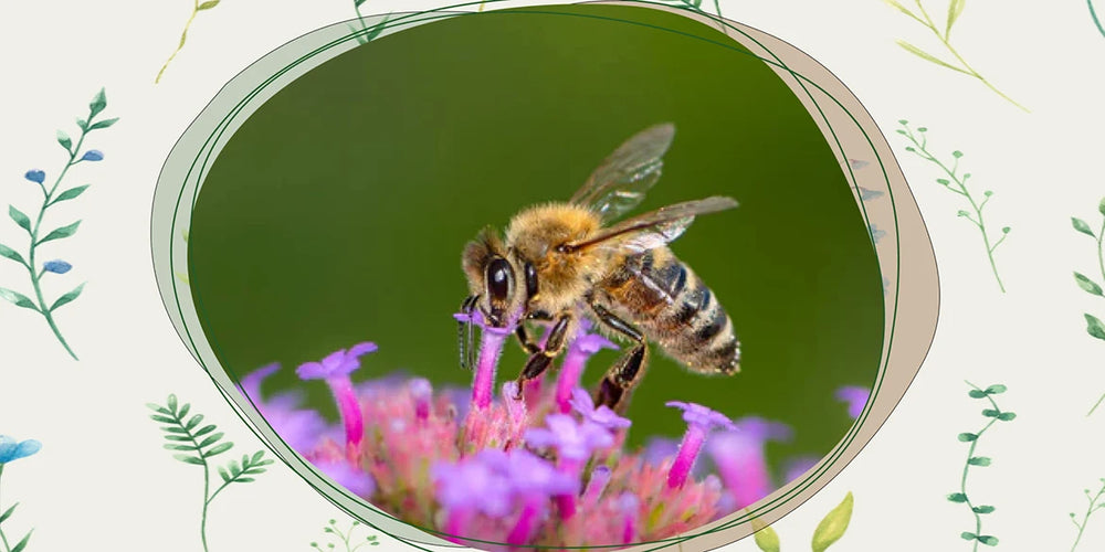 bienen in gefahr bienen retten umwelt