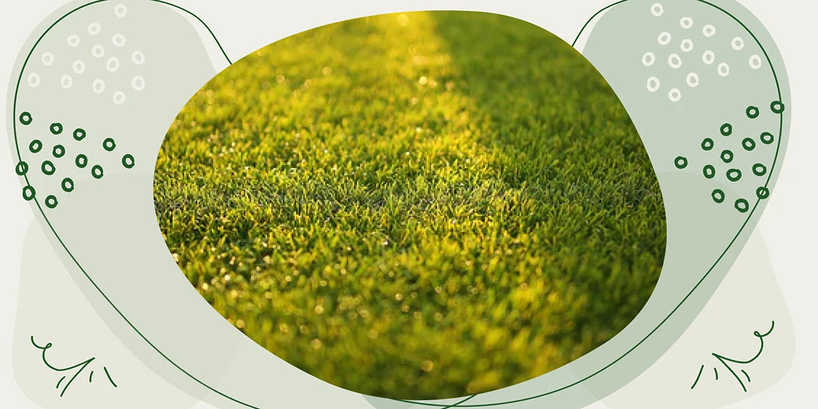 Rasen dngen im Sommer  so wird dein Garten nachhaltig satt grn   Gartenkorn