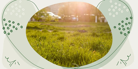 Rasen kalken: erfolgreiche Strategien zum richtigen Kalken Deines Rasens image