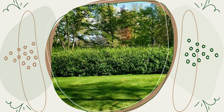 Rasen vertikutieren: Dein Weg zum perfekten Grünparadies image