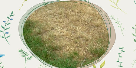 Rasenlücken adé: Expertentipps fürs Rasen nachsäen image