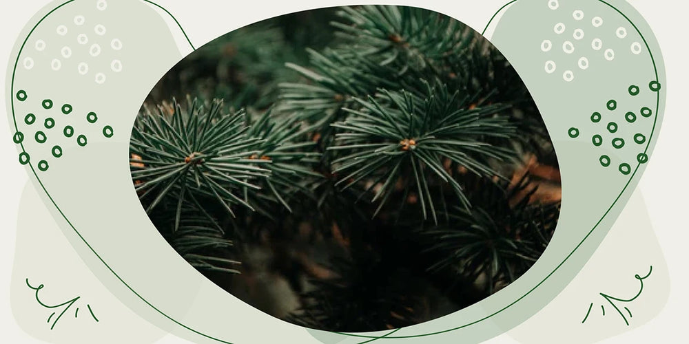 weihnachts baum länger frisch halten tipps für lange schönen Tannenbaum