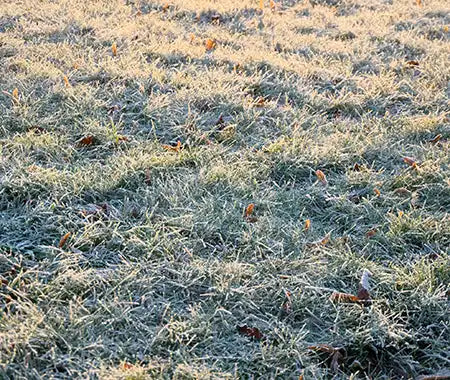 rasen frost rasenpflege winter frühjahr