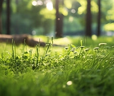 grassnarbe entfernen gründe vorgehensweise gartenkorn